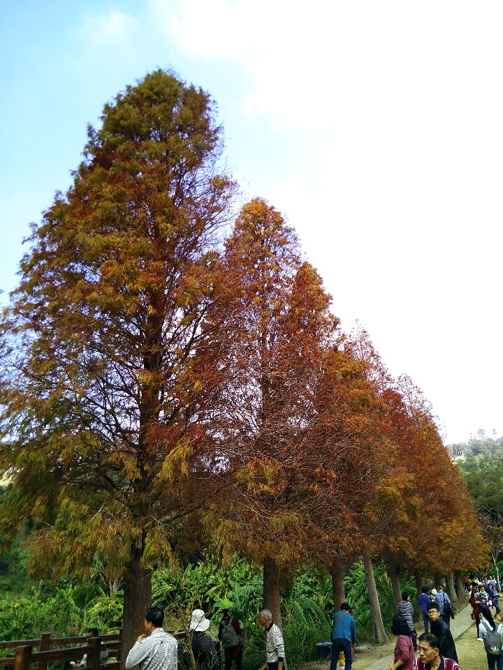 Mari Kita menikmati Pokok-pokok Cypress Botak di utara Taiwan Mari Kita menikmati Pokok-pokok Cypress Botak di utara Taiwan