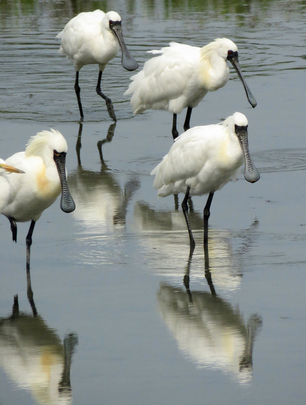 Bilangan Burung Spoonbill Bermuka Hitam Global Cecah Rekod Baharu, Taiwan Kekal Tapak Musim Sejuk Terbesar