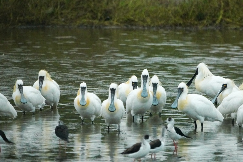 Musim Memerhati Burung Musim Bunga Bermula: Burung Spoonbill Bermuka Hitam Dikesan di Tanah Lembap Xiangshan, Bandar Hsinchu
